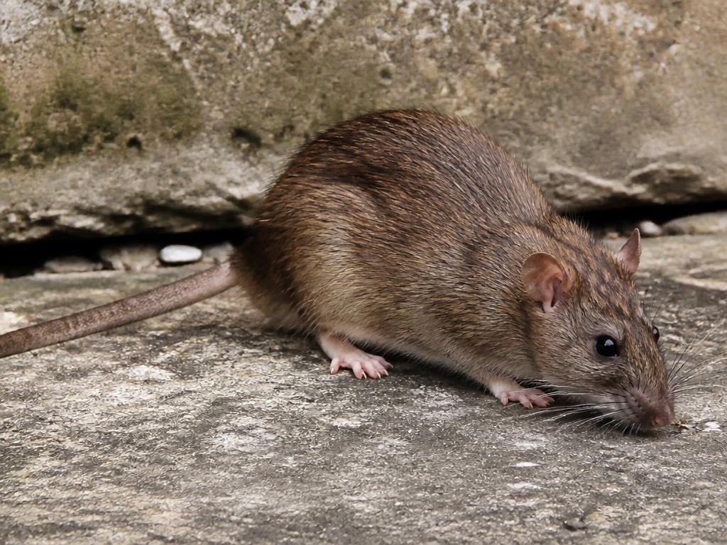 Bruine rat